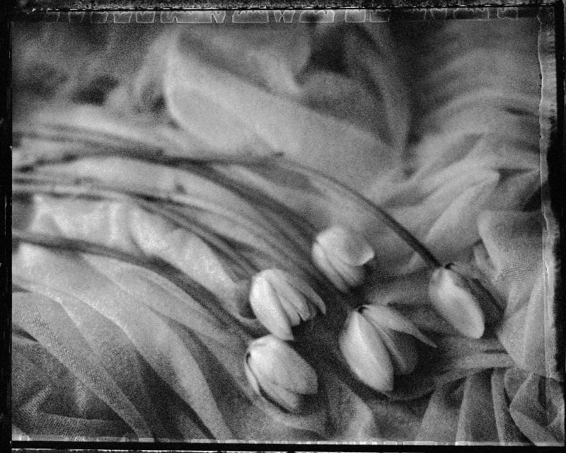 Robert Vano – ‘Tulips’ Robert Vano – ‘Tulips’