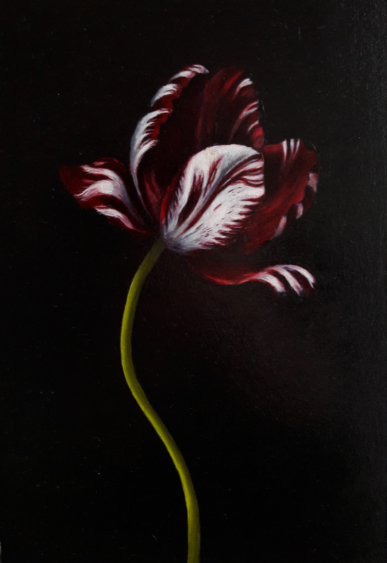Red and white tulip - Anne-Marie Mackor Red and white tulip - Anne-Marie Mackor