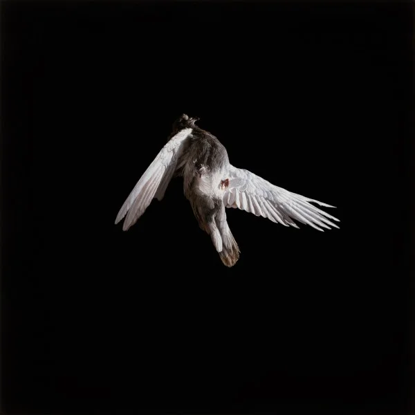 Miserere 4